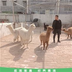 宠物羊驼 景区观赏羊驼 羊驼幼崽易养殖 养殖出售