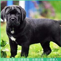 卡斯罗犬 大型卡斯罗犬 成年卡斯罗犬 市场直供