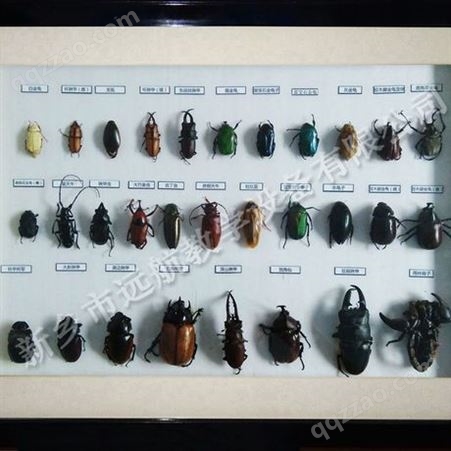 一百种昆虫标本 包埋标本 各类生活史标本 昆虫标本