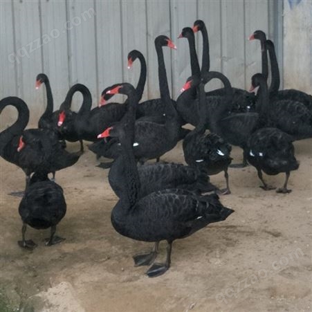 景区观赏黑天鹅 黑天鹅养殖基地 出售租赁黑天鹅