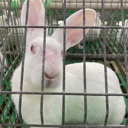 新西兰种兔新西兰种兔 新西兰肉兔种兔供应 包送货 提供养殖笼具 新西兰种兔价格