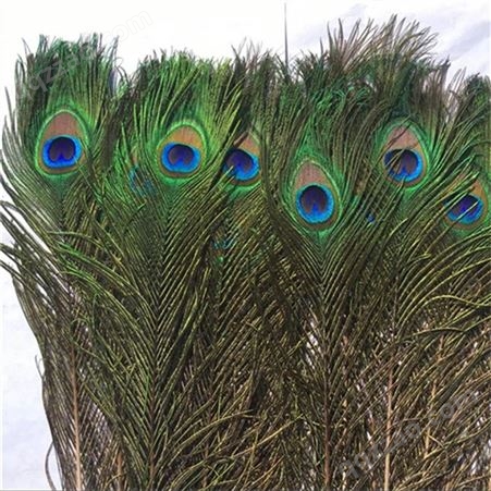 出售真孔雀羽毛 插花瓶的孔雀羽毛的价格 蓝孔雀标本出售