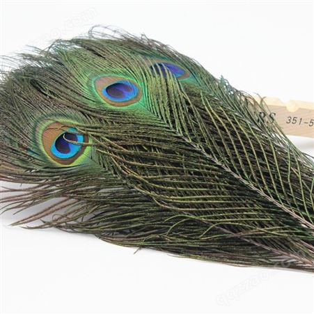出售真孔雀羽毛 插花瓶的孔雀羽毛的价格 蓝孔雀标本出售