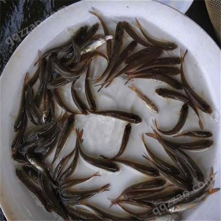 鳗鱼苗 西安鲳鱼苗
