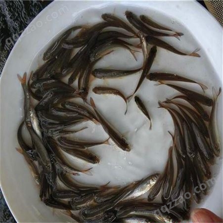 鳗鱼苗 西安鲳鱼苗