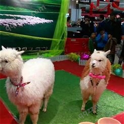 鸿淘 羊驼萌宠动物展览出租 羊驼萌宠展 价格出售
