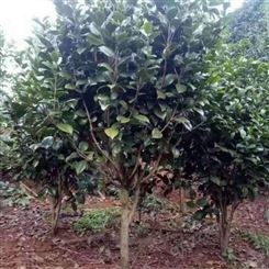 茶花树苗价格多种规格茶花苗茶花盆栽技术