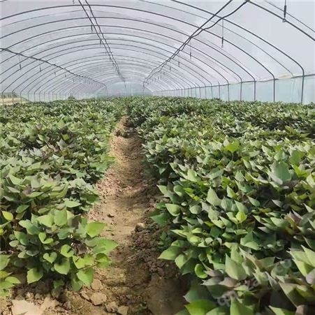 本溪脱毒紫薯苗种植厂家