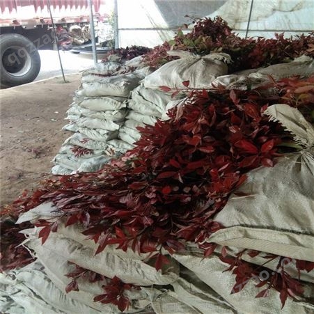 2公分红叶石楠大量出售 60厘米红叶石楠-- 公鼎苗木