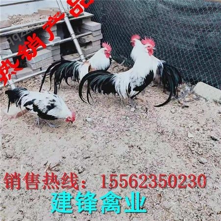 济宁出售黑色长尾鸡 观赏长尾鸡市场价格 白色长尾鸡品种图片