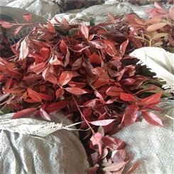 公鼎苗木--60厘米红叶石楠大量出售90厘米红叶石楠