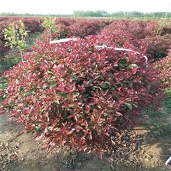 公鼎苗木--红叶石楠小苗基地直发70厘米红叶石楠