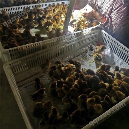 山东鸡苗孵化场 大型鸡苗孵化基地 建锋禽业常年出售各种鸡苗