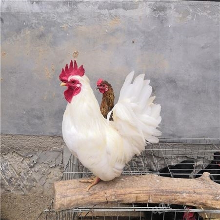 出售一个月银脖子观赏鸡 银脖子鸡价格 翻毛元宝鸡出售 珍禽养殖厂家供应商