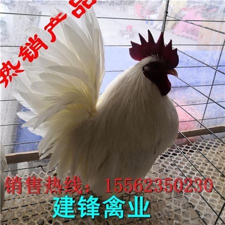 出售一个月银脖子观赏鸡 银脖子鸡价格 翻毛元宝鸡出售 珍禽养殖厂家供应商