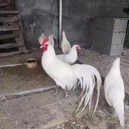 大量供应优质高产白黑长尾鸡孵化 翻毛鸡价格美丽