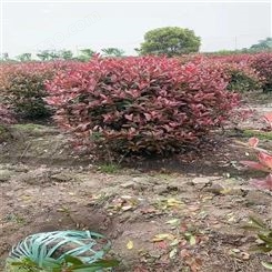 公鼎苗木--70厘米红叶石楠苗圃基地90厘米红叶石楠