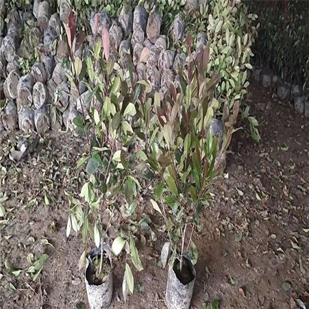 公鼎苗木--50厘米红叶石楠种植基地60厘米红叶石楠
