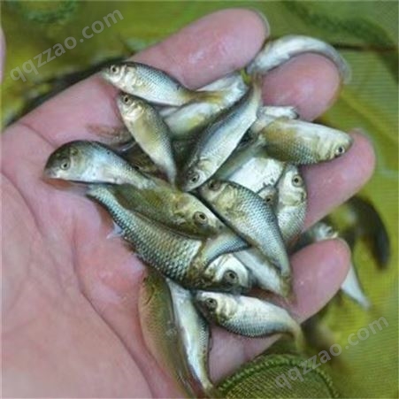 蓝飞鱼 银鲫鱼苗 鱼塘养殖 技术支持 食品农业