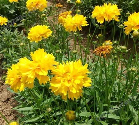 花海金鸡菊花卉种子花种籽花籽室外四季景观发芽率高花型美