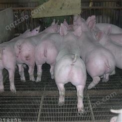 陵水县苏太母猪原种杜洛克母猪现货供应