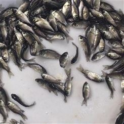 蓝飞鱼 银鲫鱼苗 鱼塘养殖 技术支持 食品农业