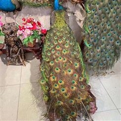 定制手工制作的观赏孔雀标本 商场摆件动物标本出售