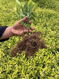 开封市槠叶齐茶苗-种植基地茶苗种植技术