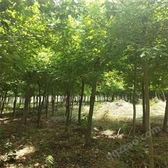 大量批发 金银木 赛锦园林厂家供应 灌木经销统销基地