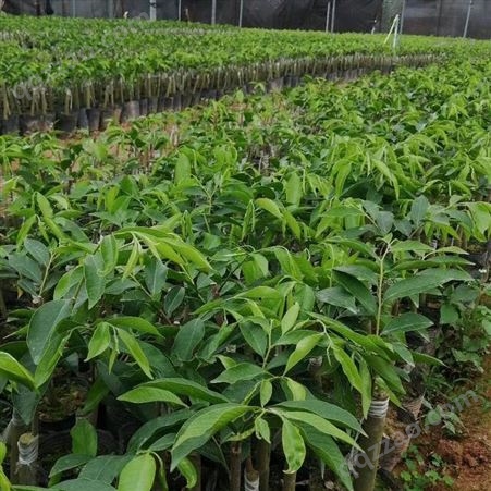 广东沉香树苗种植基地 大量供应奇楠沉香树苗 品种齐全 批发价格