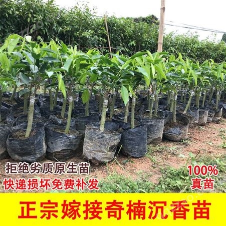 广东沉香树苗种植基地 大量供应奇楠沉香树苗 品种齐全 批发价格