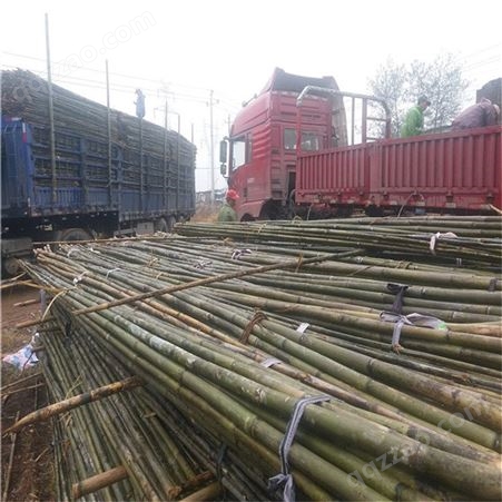 产地直销4米5米6米苦竹杆子 树木绑扶 果树支撑 园林工程用的竹竿