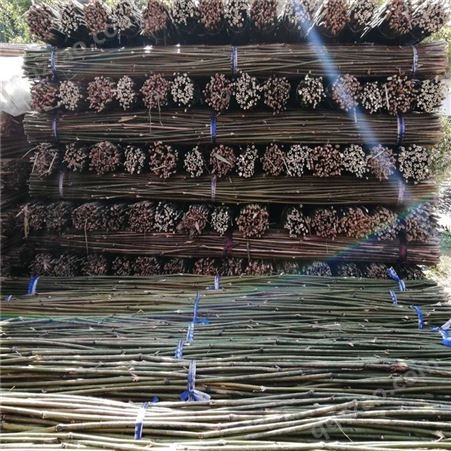 架豆杆批发 2米-3米搭架竹竿 豆角架竹杆